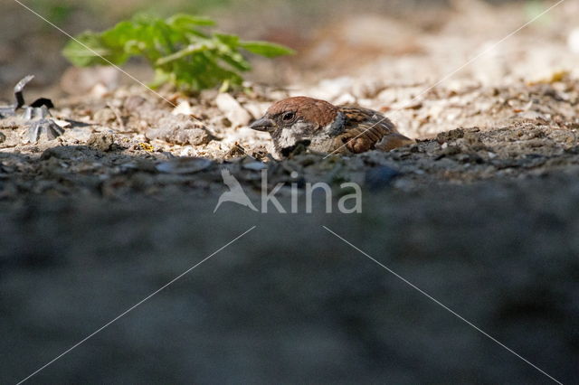 Eurasian Tree Sparrow (Passer montanus)