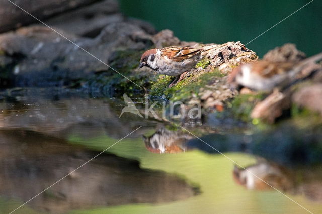 Eurasian Tree Sparrow (Passer montanus)