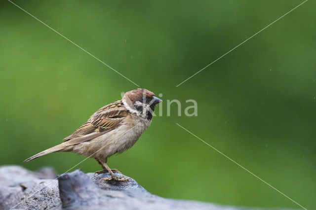 Eurasian Tree Sparrow (Passer montanus)