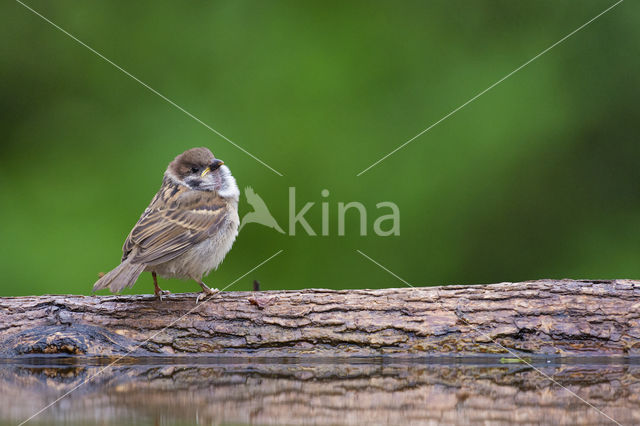 Eurasian Tree Sparrow (Passer montanus)