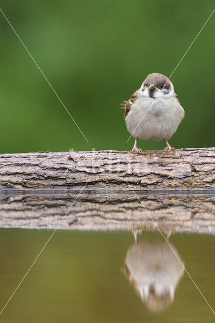 Eurasian Tree Sparrow (Passer montanus)