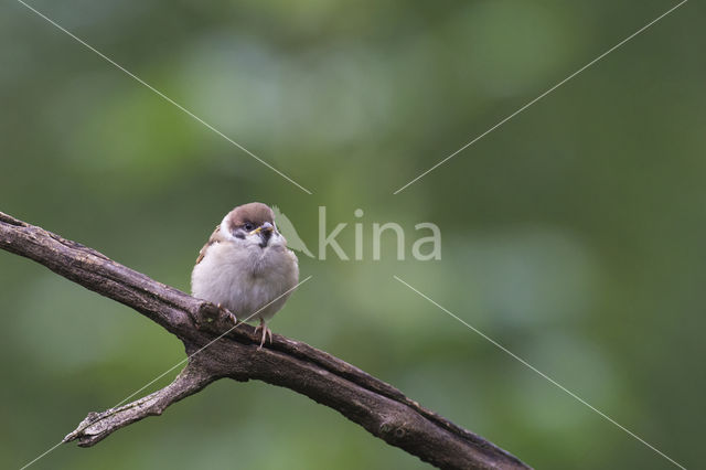 Eurasian Tree Sparrow (Passer montanus)