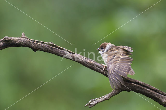 Eurasian Tree Sparrow (Passer montanus)