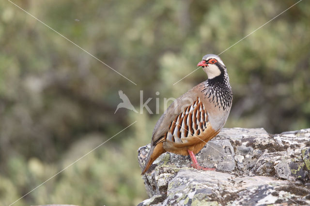 Red-legged Partridge (Alectoris rufa)