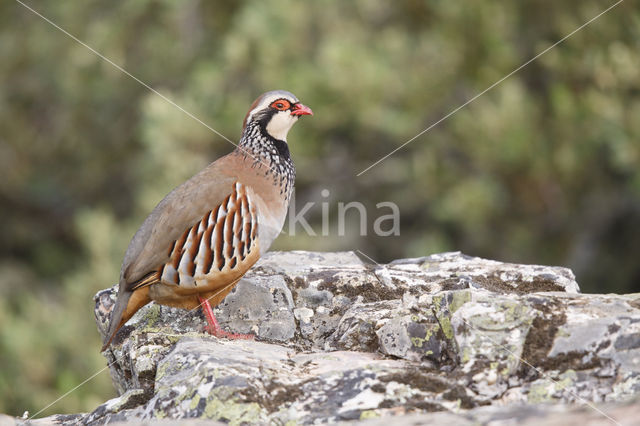 Red-legged Partridge (Alectoris rufa)