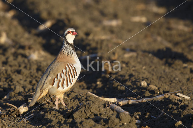 Red-legged Partridge (Alectoris rufa)