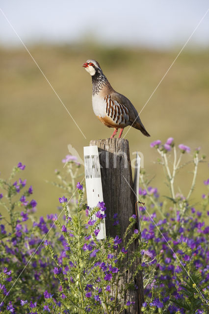 Red-legged Partridge (Alectoris rufa)