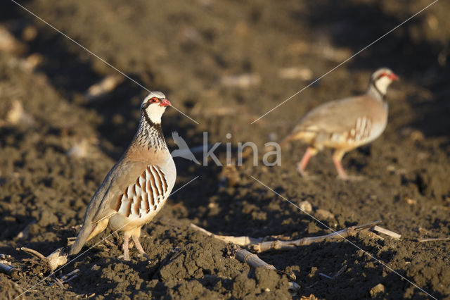 Red-legged Partridge (Alectoris rufa)