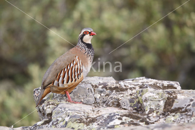 Red-legged Partridge (Alectoris rufa)