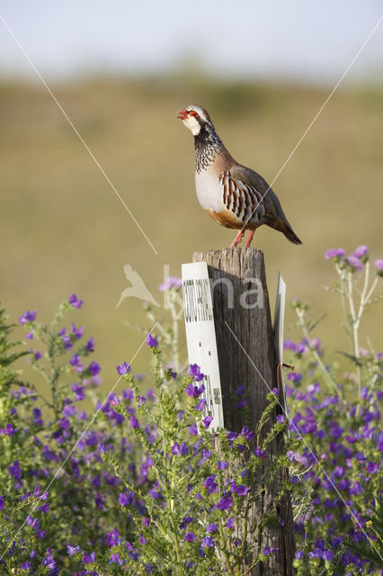 Red-legged Partridge (Alectoris rufa)