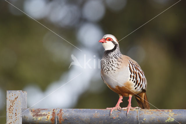 Red-legged Partridge (Alectoris rufa)