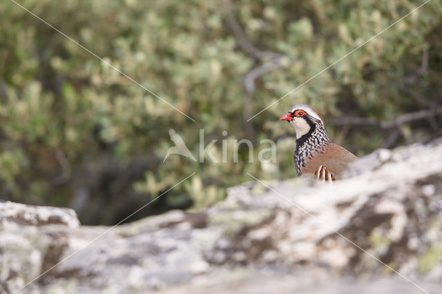 Red-legged Partridge (Alectoris rufa)