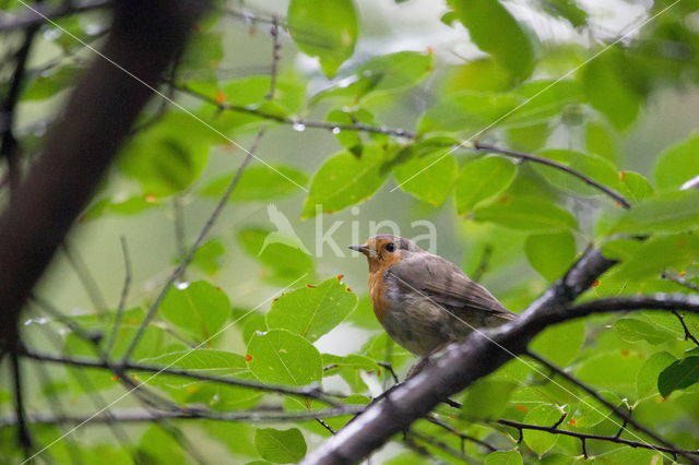 Roodborst