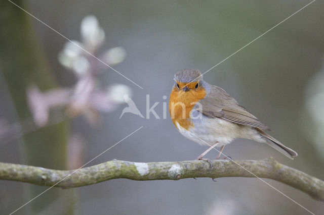 European Robin (Erithacus rubecula)