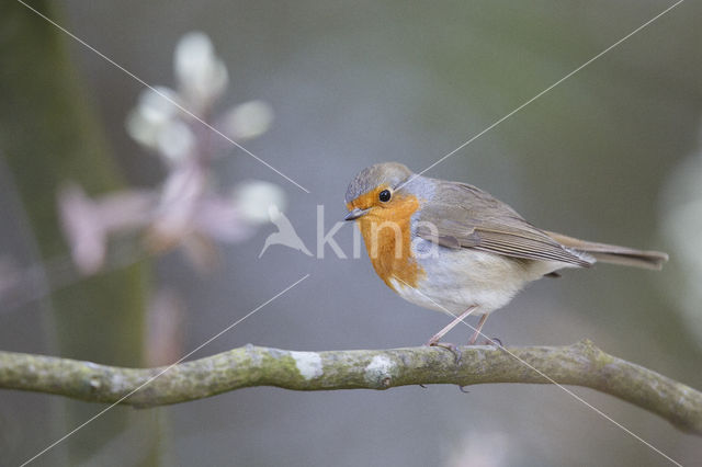 European Robin (Erithacus rubecula)