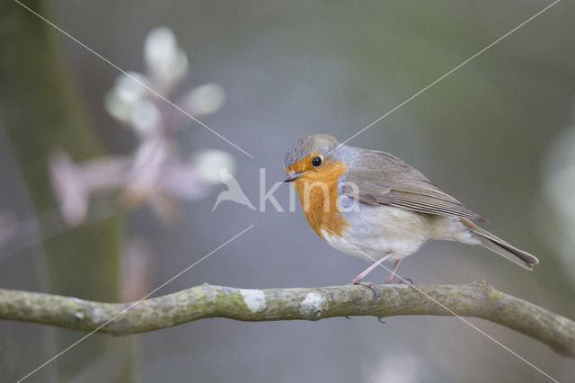 European Robin (Erithacus rubecula)