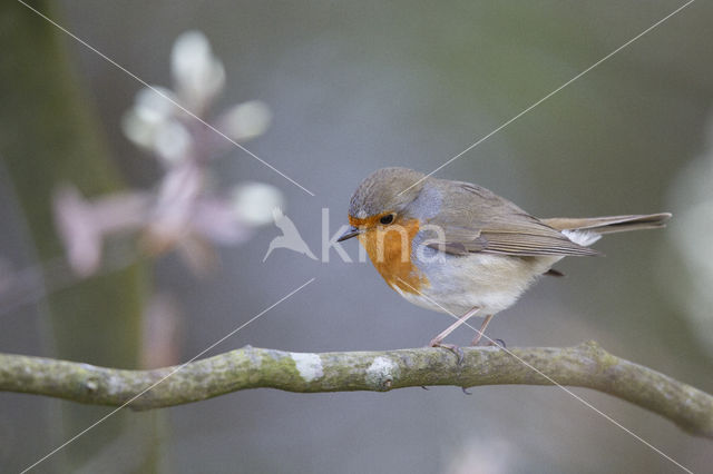 European Robin (Erithacus rubecula)