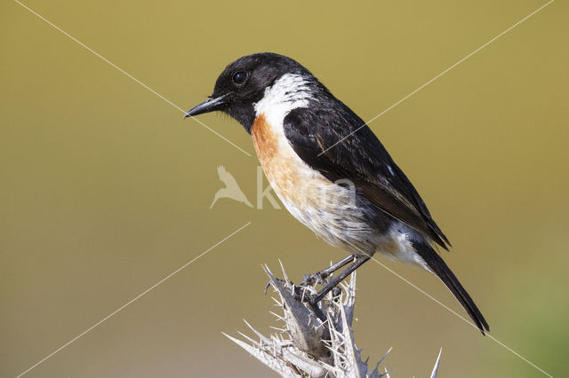 European Stonechat (Saxicola rubicola)