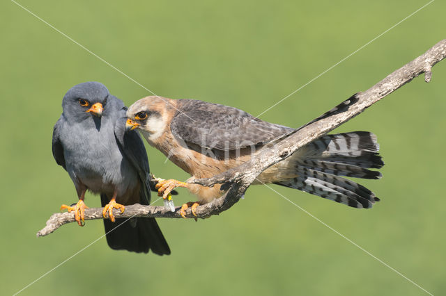 Red-footed Falcon (Falco vespertinus)