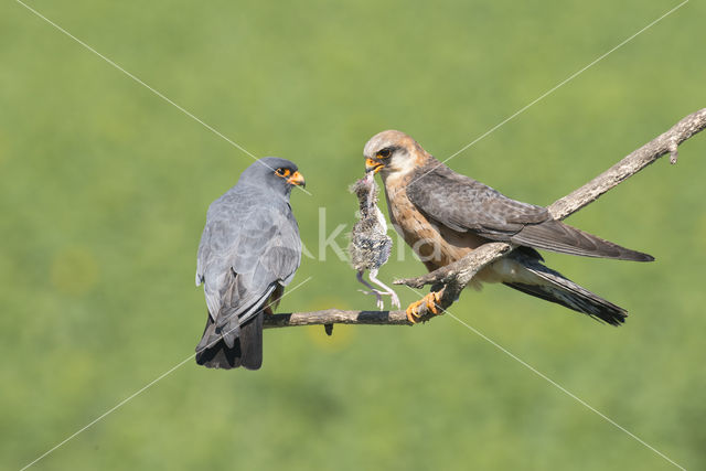 Roodpootvalk (Falco vespertinus)