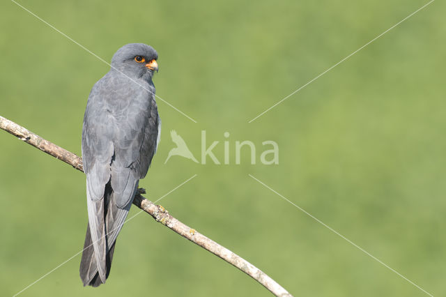 Red-footed Falcon (Falco vespertinus)