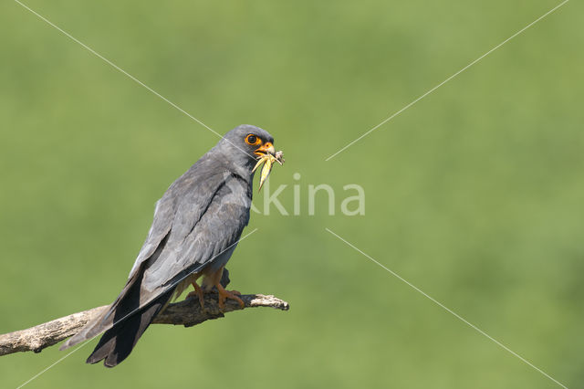 Red-footed Falcon (Falco vespertinus)