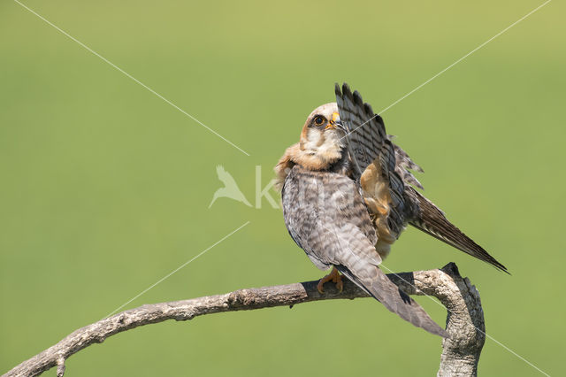 Roodpootvalk (Falco vespertinus)