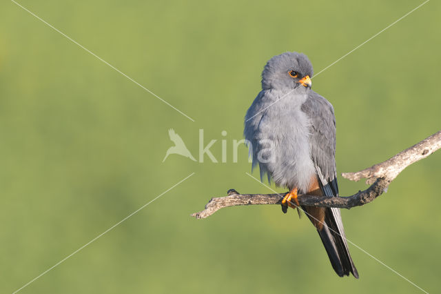 Red-footed Falcon (Falco vespertinus)