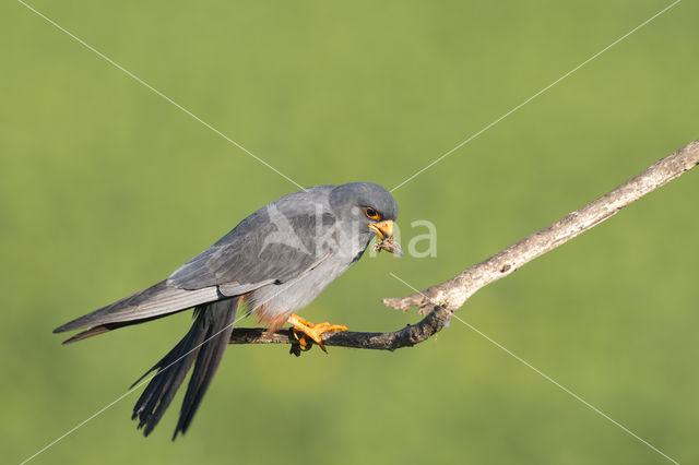 Red-footed Falcon (Falco vespertinus)