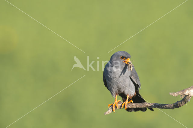 Red-footed Falcon (Falco vespertinus)