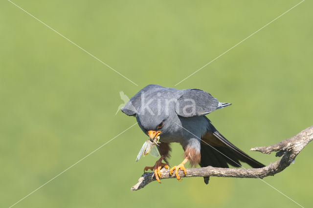 Red-footed Falcon (Falco vespertinus)
