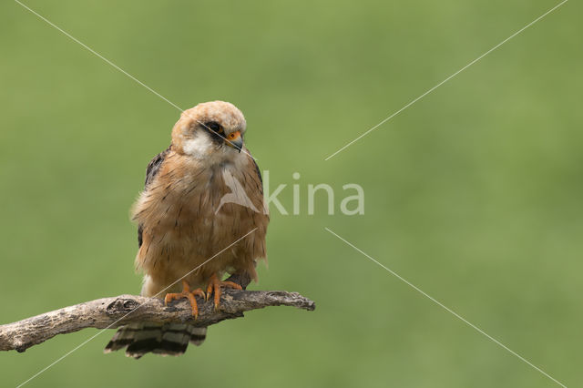 Red-footed Falcon (Falco vespertinus)