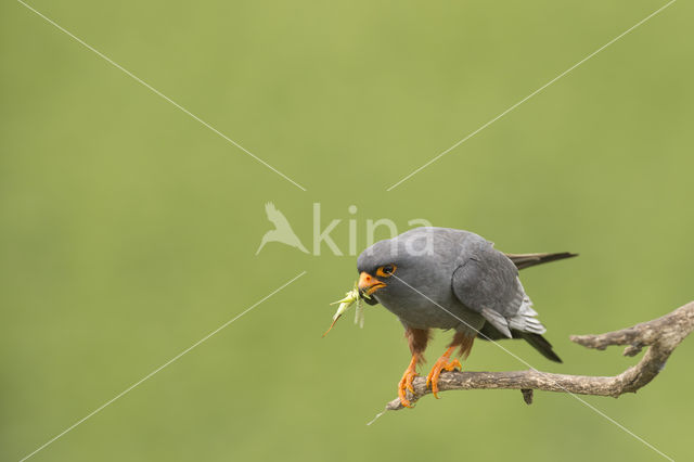 Roodpootvalk (Falco vespertinus)