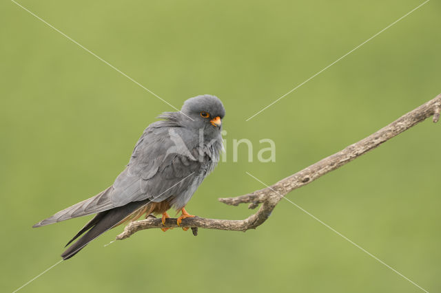 Roodpootvalk (Falco vespertinus)