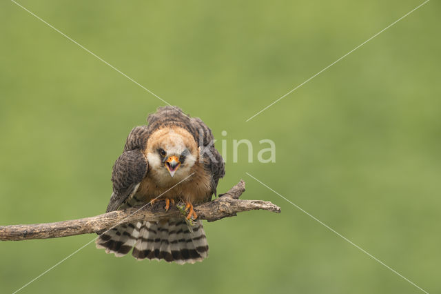 Roodpootvalk (Falco vespertinus)