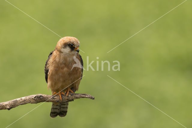 Red-footed Falcon (Falco vespertinus)
