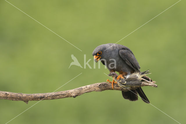 Roodpootvalk (Falco vespertinus)