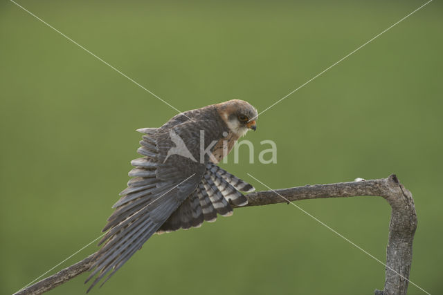 Roodpootvalk (Falco vespertinus)