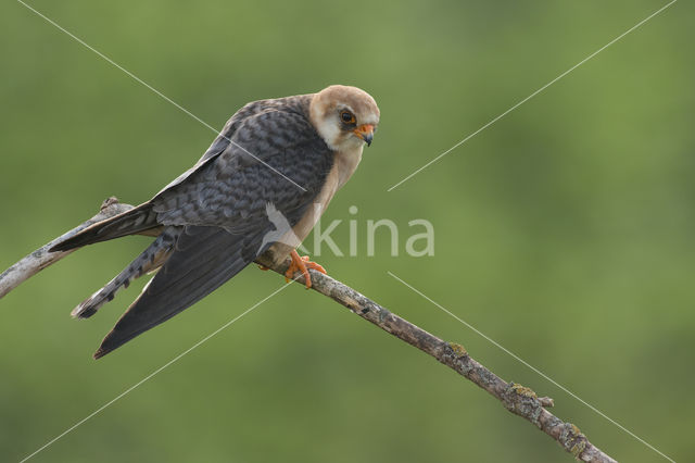Red-footed Falcon (Falco vespertinus)