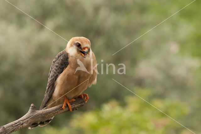 Roodpootvalk (Falco vespertinus)