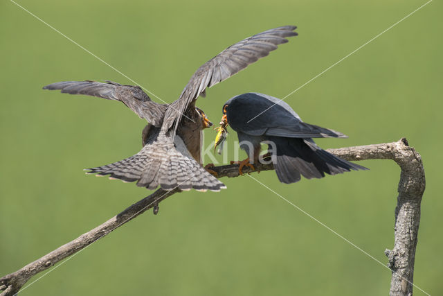 Red-footed Falcon (Falco vespertinus)