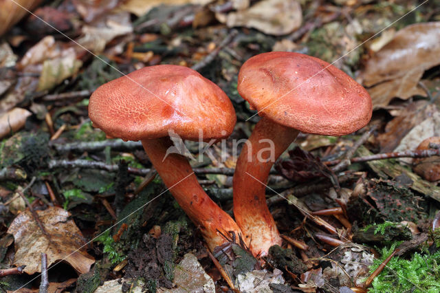 Roodschubbige gordijnzwam (Cortinarius bolaris)