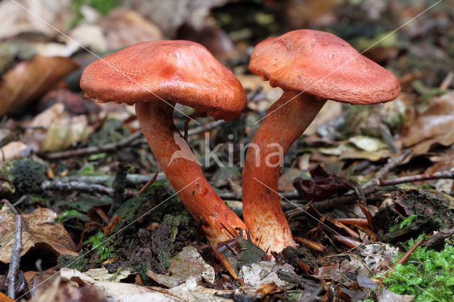 Roodschubbige gordijnzwam (Cortinarius bolaris)