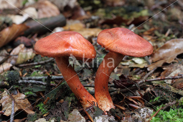 Roodschubbige gordijnzwam (Cortinarius bolaris)