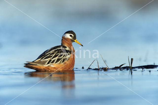 Rosse Franjepoot (Phalaropus fulicarius)