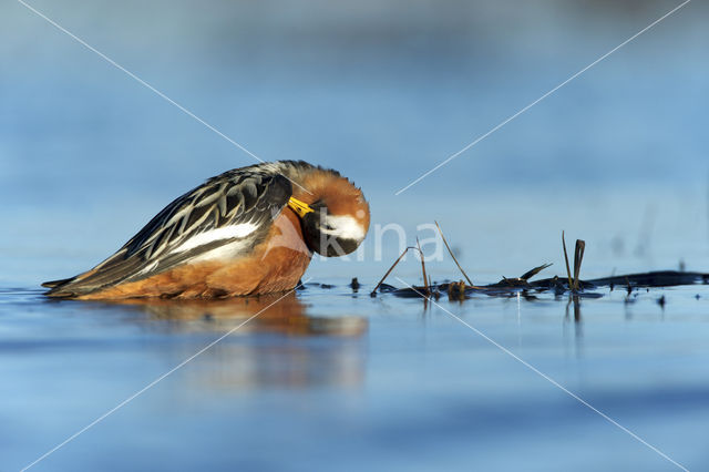 Rosse Franjepoot (Phalaropus fulicarius)