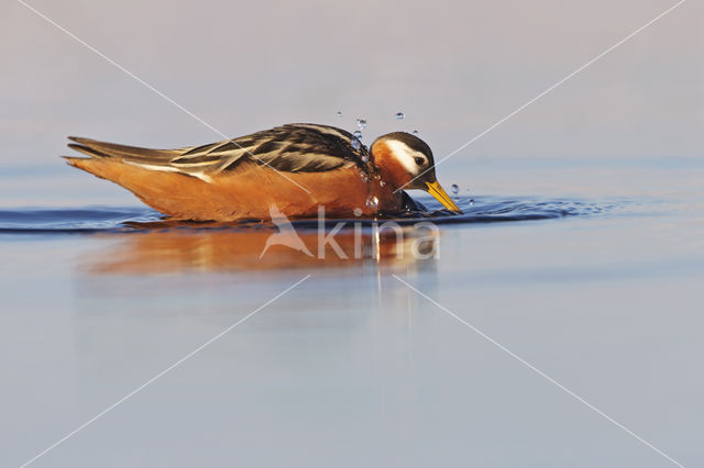 Red Phalarope (Phalaropus fulicarius)