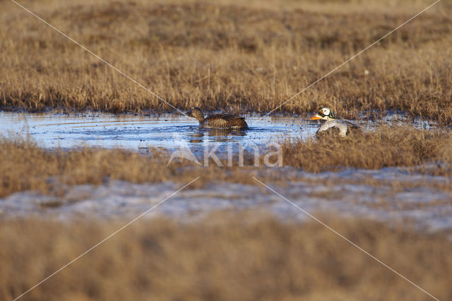 Spectacled Eider (Somateria fischeri)