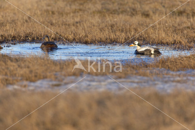 Spectacled Eider (Somateria fischeri)