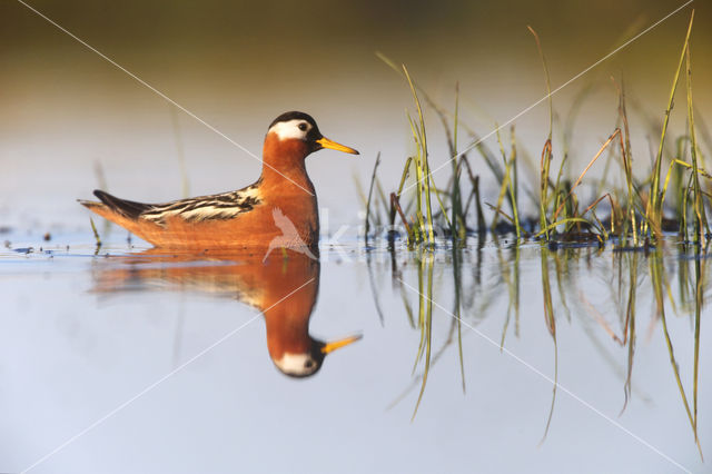 Rosse Franjepoot (Phalaropus fulicarius)